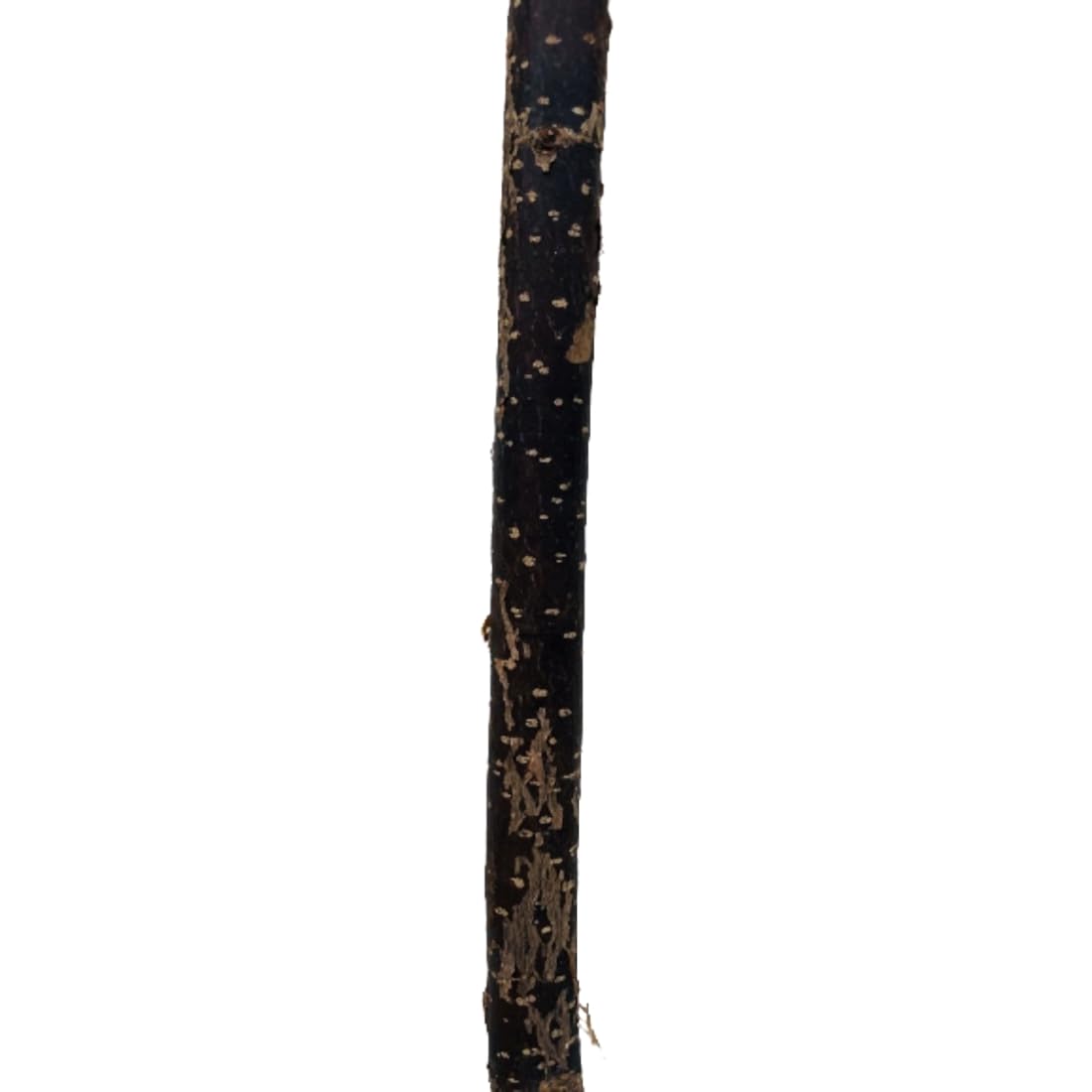 Traditional Besom Broom, Entirely Handmade from Birch Twigs with Hazel Wood Handle - Great for Garden, Patio, Yard Sweeping