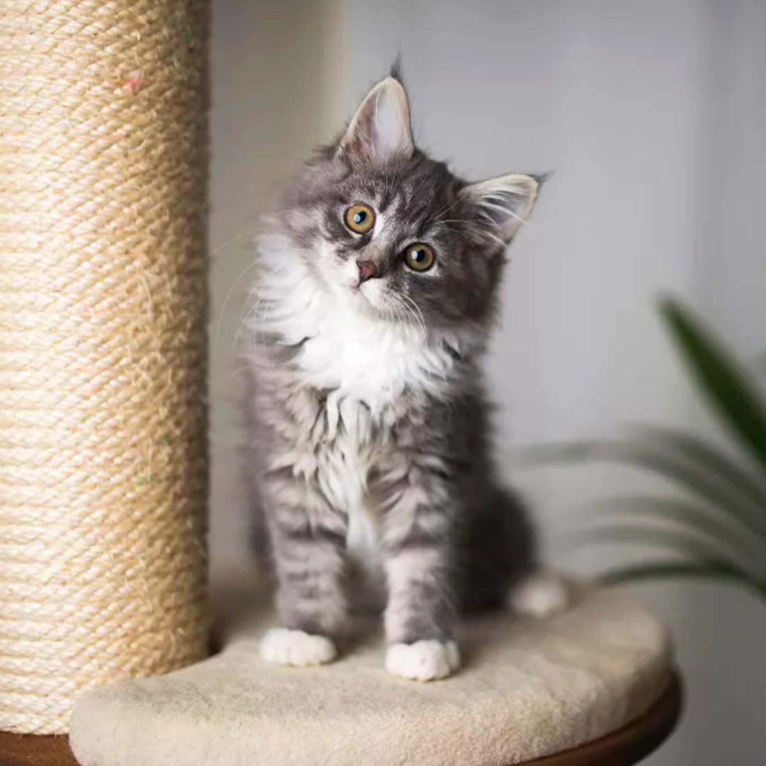 Sisal Rope for Cat Scratcher Cat Tree Repairing - 10 m / 32 ft of 8 mm Natural Sisal Rope for Scratching Post Tower Replacement