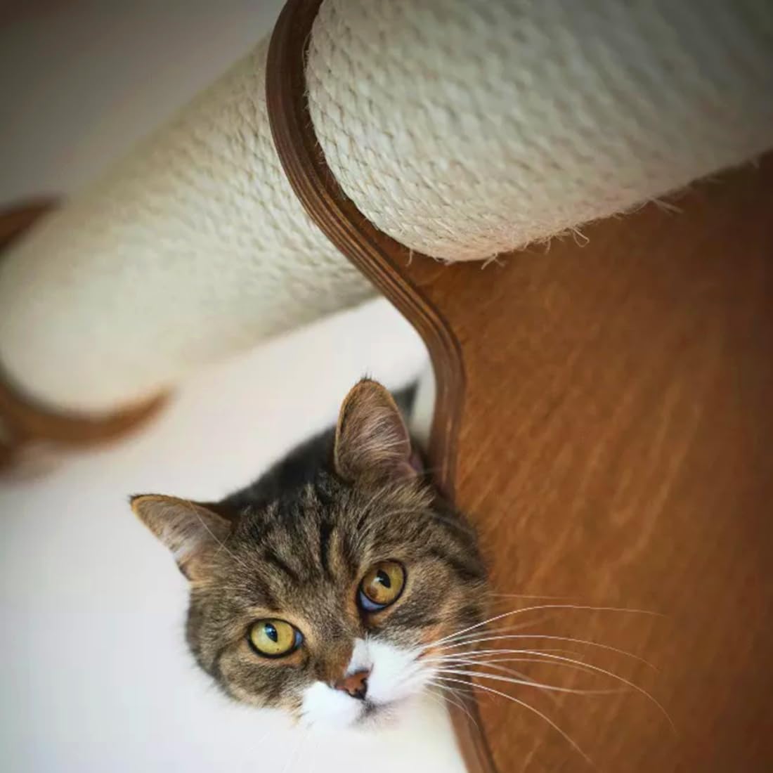 Sisal Rope for Cat Scratcher Cat Tree Repairing - 10 m / 32 ft of 8 mm Natural Sisal Rope for Scratching Post Tower Replacement