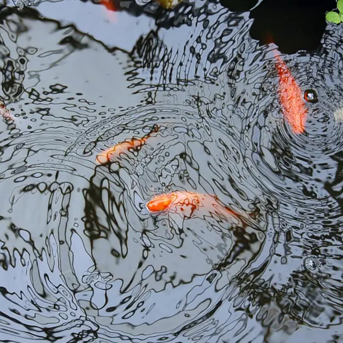 Pond Liner - 2.5 x 2.5 m / 8 x 8 ft - Perfect for Garden Ponds, Water Features, Koi & Fish Pools, Wildlife - UV and Tear Resistant