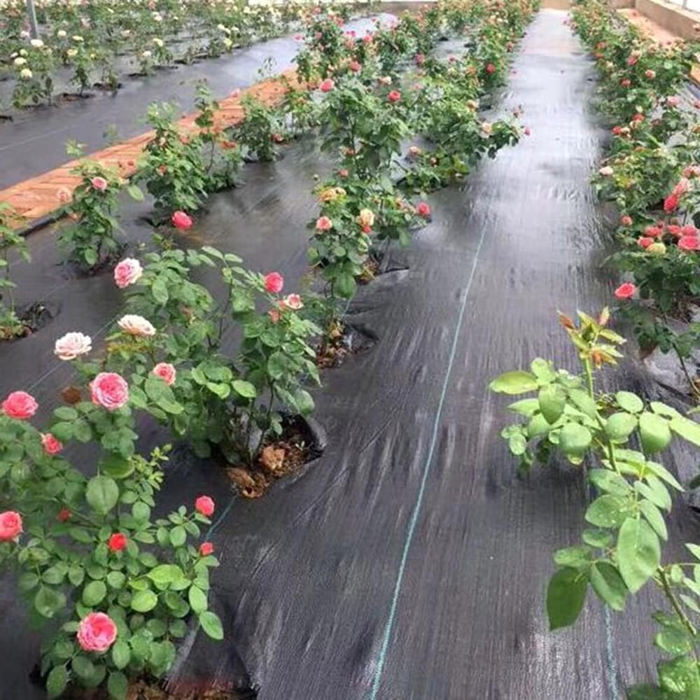 1 x 50 m / 3.2 x 164 ft Weed Control Membrane, Weed Control Woven Fabric, Ground Cover Sheet, 100 GSM, UV Stabilised + 20 Pegs