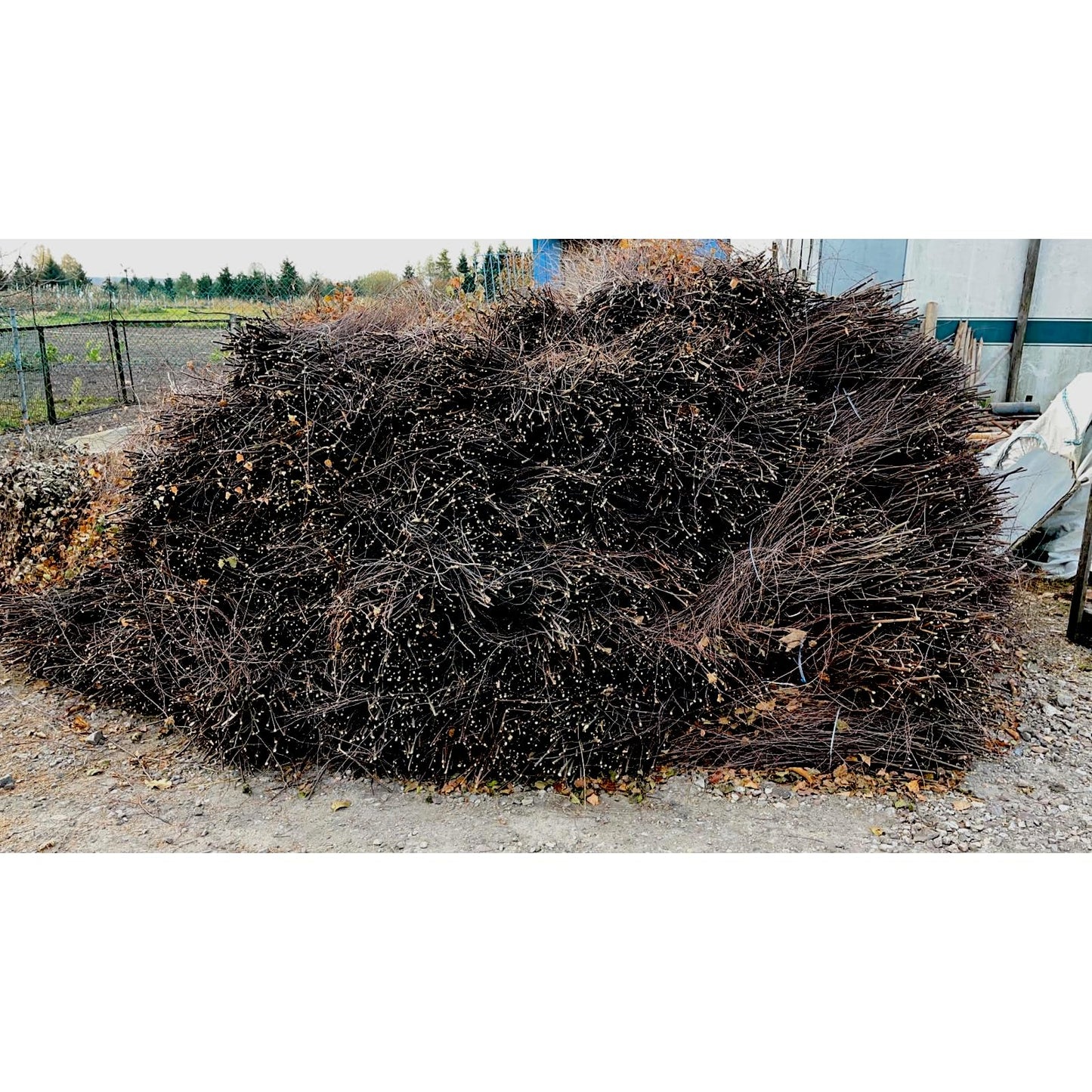 Traditional Besom Broom, Entirely Handmade from Birch Twigs with Hazel Wood Handle - Great for Garden, Patio, Yard Sweeping