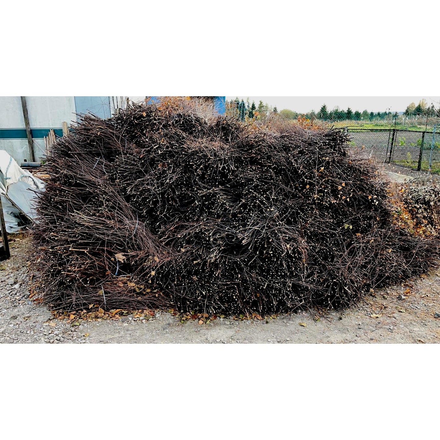 Traditional Besom Broom, Entirely Handmade from Birch Twigs with Hazel Wood Handle - Great for Garden, Patio, Yard Sweeping