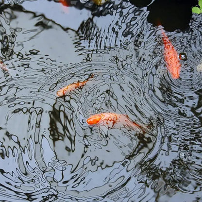 Pond Liner - 2.5 x 2.5 m / 8 x 8 ft - Perfect for Garden Ponds, Water Features, Koi & Fish Pools, Wildlife - UV and Tear Resistant
